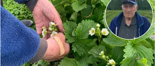 Rekordår för lokala jordgubbar – då är de redo att plockas
