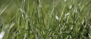 Svalt intresse för kommunens gräs