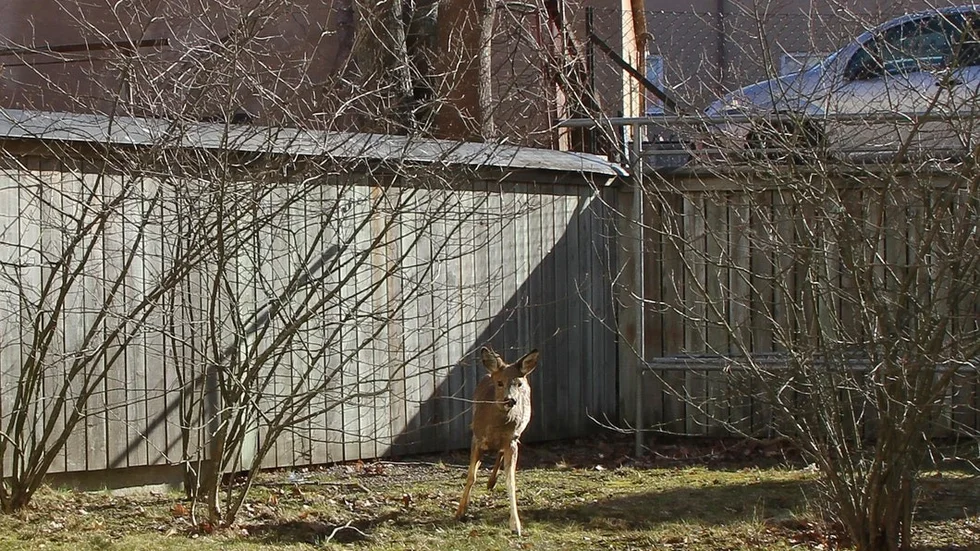 Sari Jansson tog en bild av rådjuret på sin innergård.
