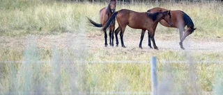 Så ser planen för Flättna ut – hästarna går ute i flock dygnet runt