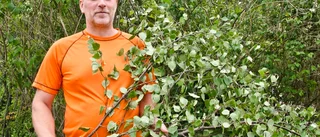 Träd och sly blir extra föda i torkan