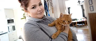 Kattägare lockar med belöning till tipsare