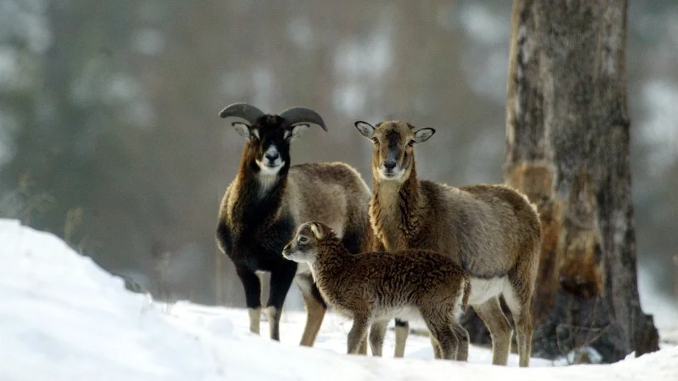 Mufflonfåret sägs ursprungligen härstamma från medelhavsområdet. Baggen har ofta ett ljusare parti mitt på ryggen och kraftiga spiralböjda horn. Tackan kan även ha små horn.