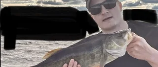Stora abborrar i hemlig sjö – far och son dominerar: "Vi släpper tillbaka alla stora"