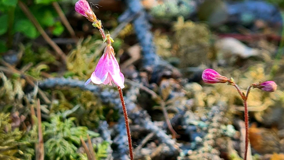 Vilken lycka att hitta dessa små söta Linneor i skogen.