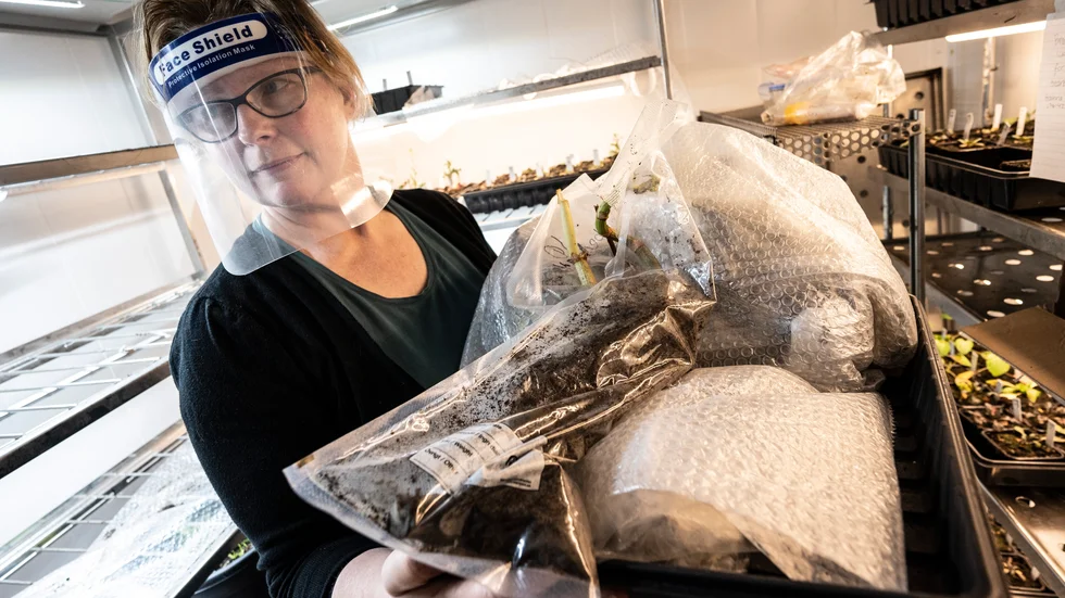 Tina D'hertefeldt är forskare vid biodiversitet vid Lunds universitet. Just nu tittar hon på två giftfria metoder för att rå på den invasiva växten parkslide.
