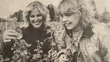 I Karlssons handelsträdgård på Fårön odlas det utan gifter. Vinbären tycks arta sig väl, konstaterar Susanne och Elisabet Karlsson, delägare i familjeföretaget.