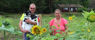 Succé för insamling med hjälp av solrosor: "En del har varit här flera gånger och skänkt pengar"