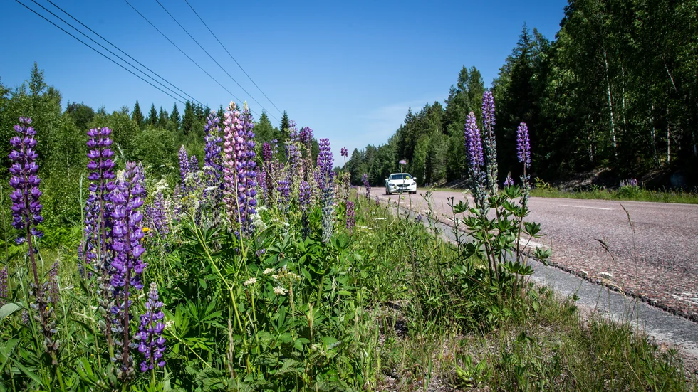 "Jag vill se växtligheten och blommorna under en promenad vid ängen långt från allmän väg, än i värsta fall drömma om blommor och växtlighet från en sjukhussäng" skriver signatur Trafikant och vill se dikesrenar av klippt slag för trafiksäkerhetens skull.