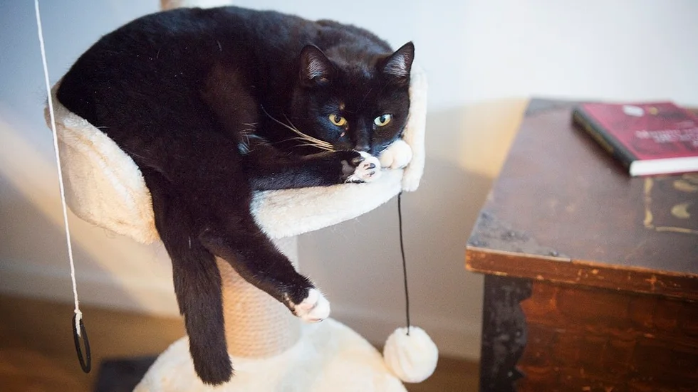 Katten Siri,5, är lite spak efter förgiftningen och ganska missnöjd med husarresten.