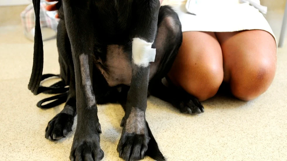 Privatpersonerna bakom Robin Hoods djursjukhus vill utmana "veterinärjättarna" i Sverige och bygga flera medlemsfinansierande, icke vinstdrivande, djursjukhus – varav det första i Mälardalen.