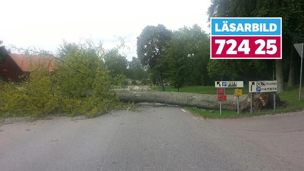 Hans Wallin uppskattar att trädets stam var runt 70 centimeter tjock.