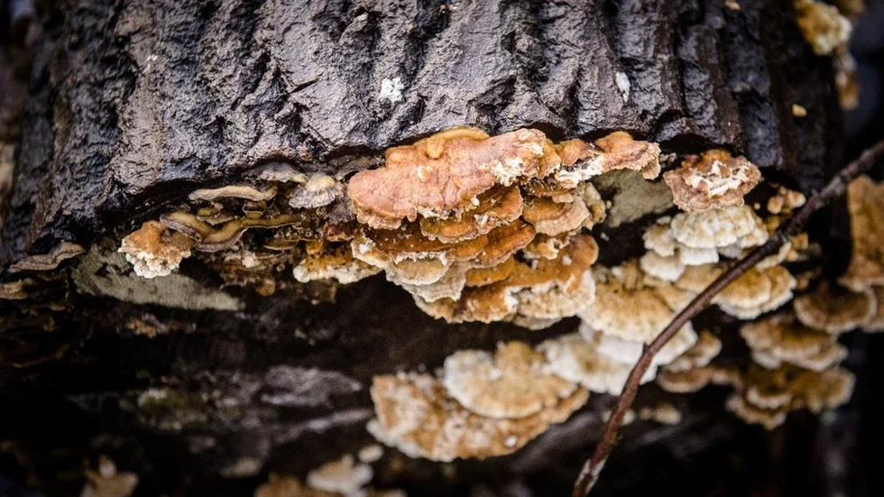 I naturreservatets artrika flora finns många sällsynta mark- och vedsvampar.