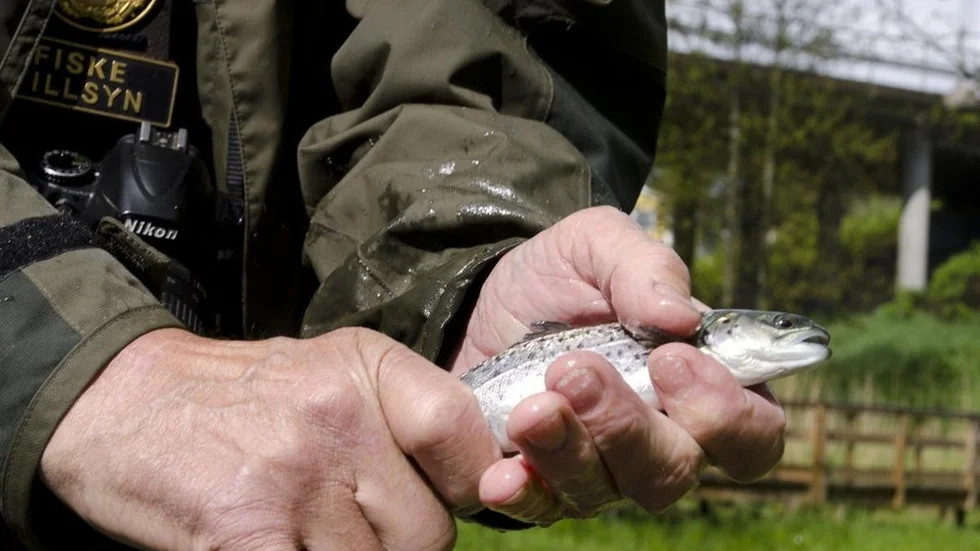 Minimimåttet för att få fiska upp en havsöring är 50 centimeter. De som nu sätts ut är olagliga att dra upp.