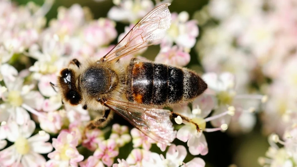 Honungsbin och solitärbin blandas ofta ihop med getingar, men är betydligt nyttigare för vår natur och är inte alls lika stickbenägna som getingar.