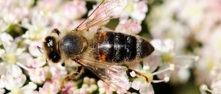 Tips: Så undviker du getingens stick i sommar