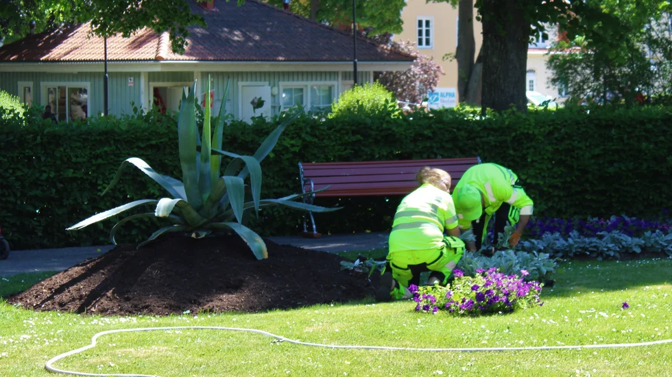 Agaveplantan får sällskap av fler blommor. 