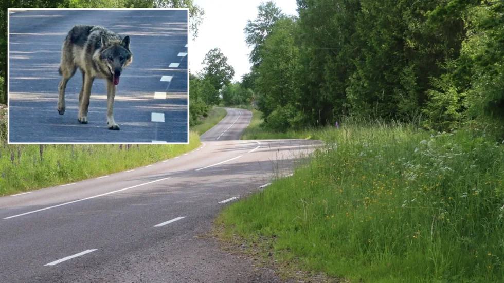 Här på vägen mellan Virserum och Bösebo mötte Martin Johansson från Grunkabo en varg.