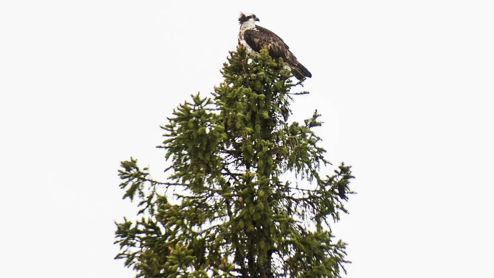Naturvårdsvakter01.jpg
