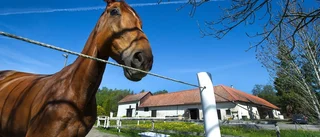 Stalltaket fuktskadat