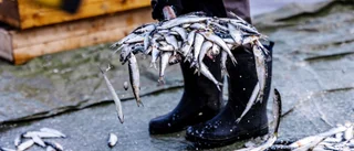 Dystra tongångarna: Oro inför surströmmingspremiären – halverad fångst • BD Fisk: "Vi tvingas säga nej till handlare"