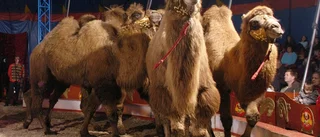 Kameler rymde från cirkus