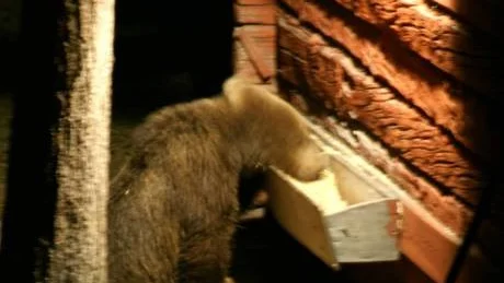 LURVIGT GÄNG. Ett lurvigt gäng besökte Bertil Lampinen och hustrun Britt vid tolvtiden, natten mellan lördag och söndag.