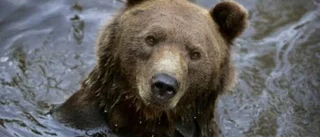 Jägare vill ha vårjakt på björn i Norrbotten