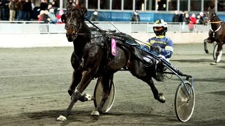 KLOCKRENT. Tony Wallin och Dead Wood infriade förväntningarna i V65-6 och det blev en klar seger i prestigefyllda Björnkampen.