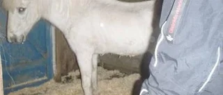 Ponnyn är försvunnen