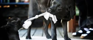 Att skaffa en andra hund