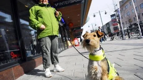 HÄNGA MED ÖVERALLT. Ann Hjort Henriksson på Handikappföreningens samarbetsorgan i Norrbotten vill att social- och terapihunden Lucy ska få samma rättigheter som ledarhundar.