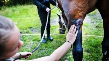RIVEN. Petra Dunders häst har ådragit sig en rad sår, bland annat på ben och underliv.Foto: Sara Moritz