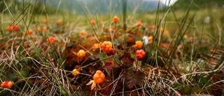 Naturvärden köpes