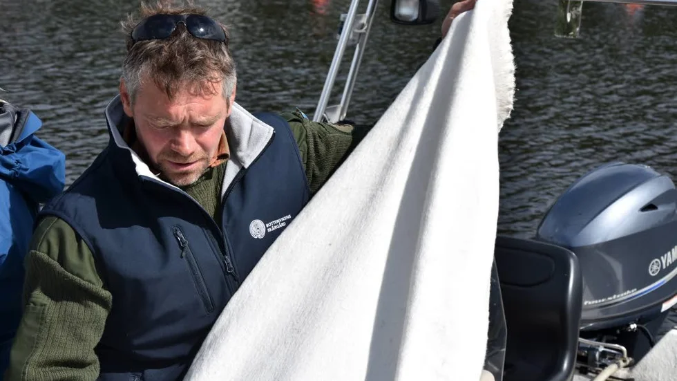 Insamling. Fästingar är så otroligt små att de är svåra att se med blotta ögat i skogen. Därför släpas ett fångsttyg längs marken där fästingarna kan fastna.