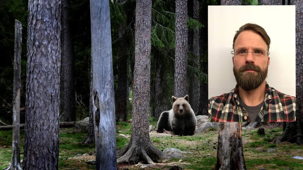 Forskning. Ungefär 10 till 15 stycken av de dryga 100 björnarna som deltar vid forskningsprojektet befinner sig i Norrbotten. Enligt forskaren Ole-Gunnar Støen kan björnrädsla liknas vid flygrädsla.