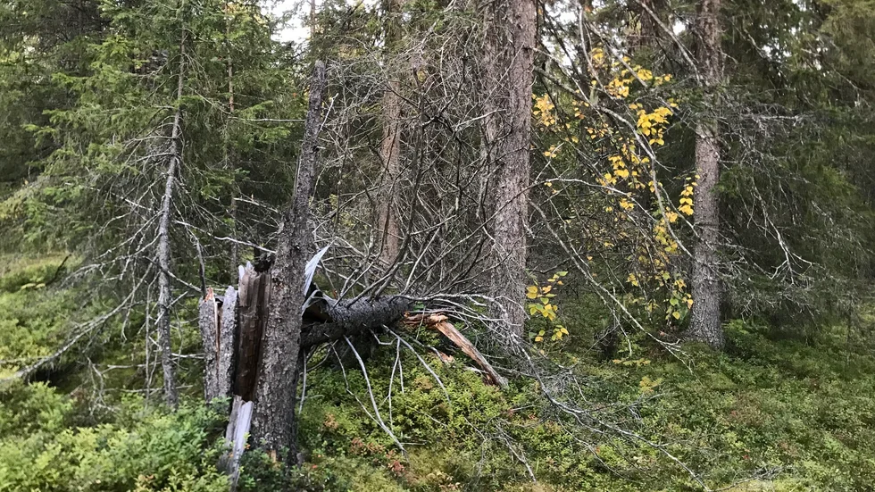 Protesterna hjälpte föga för att hindra avverkningen i Kåpponis, utanför Jokkmokk. Nu inleder Sveaskog sin avverkning.