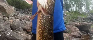 Storgäddor finns även i forsen