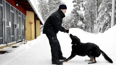 LEK ÄR LIVET. När äntligen schäferhannen Dex får lämna sin bur vid F 21 stimulerar hans dressör Åke Nalisvaara honom med en lek. Det gäller att dra i bandet. Och Dex vill naturligtvis vinna kampen.