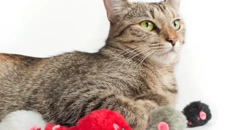 KUL. Det går att aktivera sin innekatt med leksaker. Det går fint att tillverka egna.