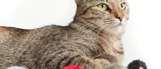 Skapa rätt miljö för innekatten