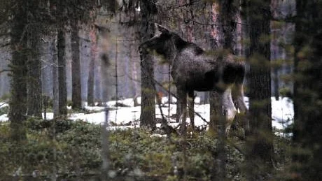 FLER RAKA TRÄD. Det nya besprutningsmedlet Antibeta skyddar unga tallars toppskott. Det betyder att trädet kan växa rakt. Och samtidigt kan älgen beta utan att trädet tar skada. FOTO: LARS-HENRIK ANDERSSON