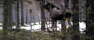 Antibeta ska sätta P för betesskador