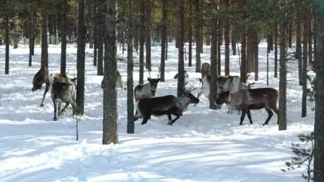 De drabbade djuren ingår i en större hjord om cirka 7800 renar, tillhörande Rans sameby, i trakterna kring Ammarnäs och Sorsele i Västerbottens inland. (Arkivfoto)