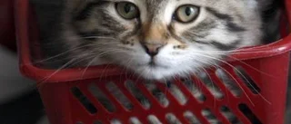 Katten också - vilka dyra reparationer