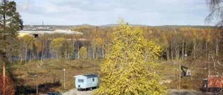 Röjning för framtida bebyggelse på Furunäset