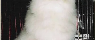 När katten Luddwig mötte Anda