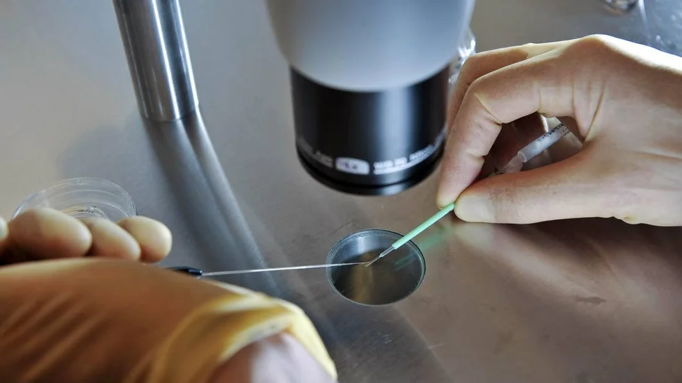 IVF-behandling. Ägget befruktas utanför kroppen och placeras sedan i livmodern.