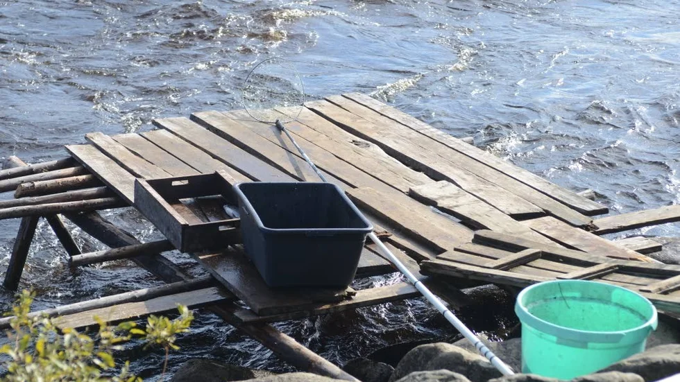 Den ovanligt stora mängden vatten i älven har haft negativ påverkan på årets sikfångst vid Kukkolaforsen. Man har inte kunnat bygga fiskepator nog långt ut i forsen.