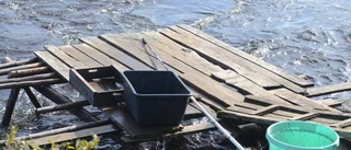 Ovanligt högt vatten i älven påverkar sikfiske